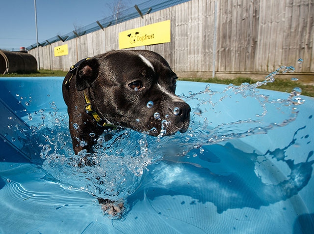 This looks like fun for your dog today, not being left in a stifling hot car