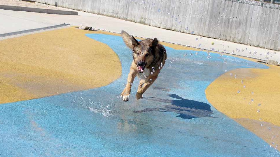 Dogs Trust is advising dog owners how they can keep cool