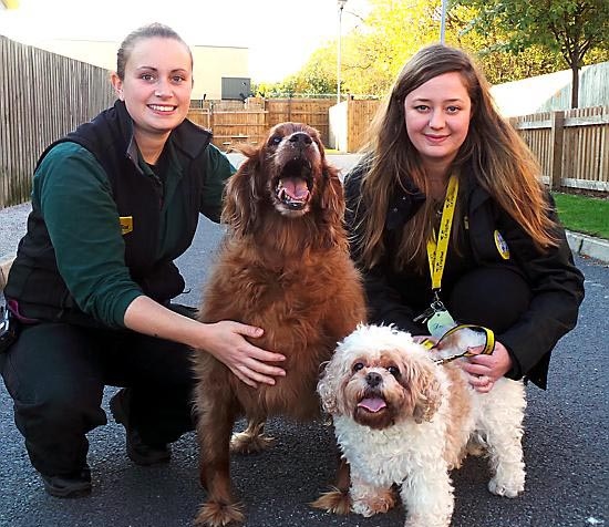 Dogs Trust Manchester seeks new home for two inseparable dogs 



Totally devoted to you! Doggie duo Rosie (left) and Beth are getting lots of TLC at the centre but they’re hoping they find their new forever home soon. They are pictured with Canine Carer Jen Lewis (left) and Supporter Relations Officer, Lucy Marsh. 