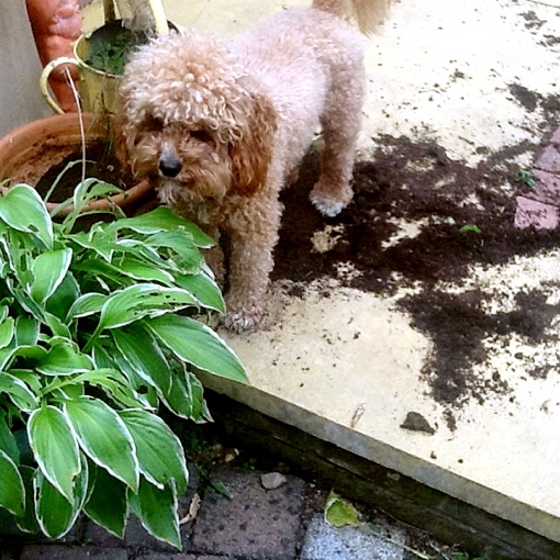 OOPS: Three-year-old Cavapoo Mario was caught in the act