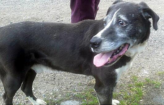 Max - Animal Rescue Oldham Dog
