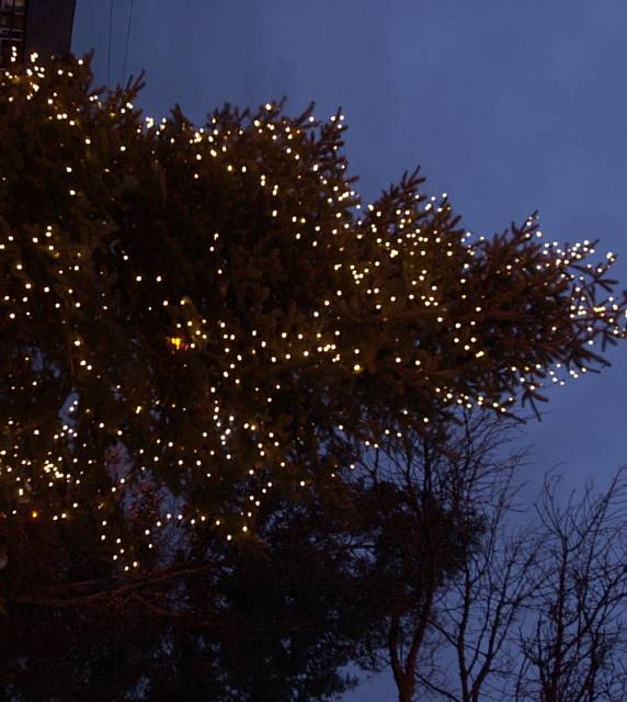 THE Christmas tree at Dr Kershaw's Hospice aglow with Light Up a Life light