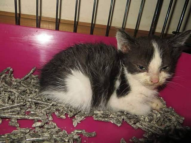 A litter of cats in a bad way due to a ringworm infection were cared for by Oldham Cats Rescue.