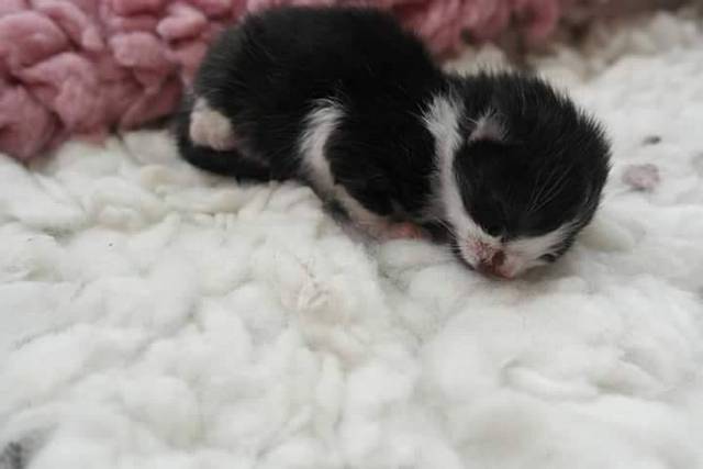 Baby Barney was hand-reared by Oldham Cats Rescue after being dumped in a barn just hours old.