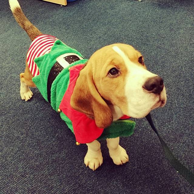 Winner of Best Dressed Pet in 2016 Dress Up Silly for Santa Action Oldham Fund Percy the Beagle from Housing 21