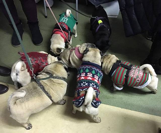 FESTIVE jackets for the Pugmas Pawty