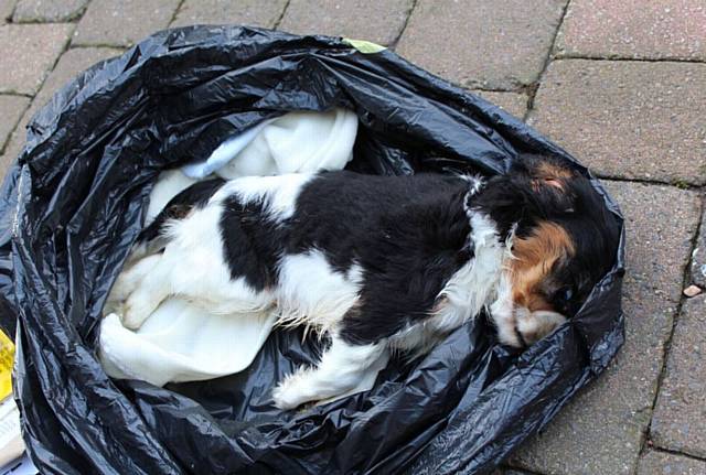 Dead puppy found in the Mercedes