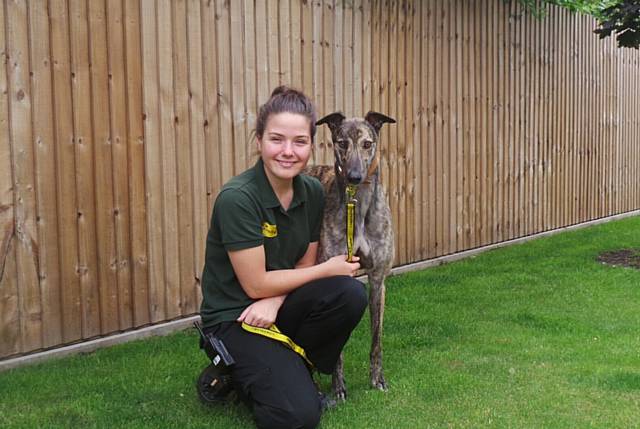 HOME from Home co-ordinator, Corinna O'Neill, is pictured with ex-racer, six-year-old greyhound, Blake