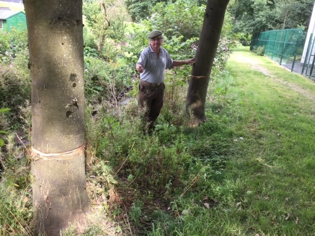 Concerned... Gilbert Symes with the damaged trees at Gartside Street Delph.