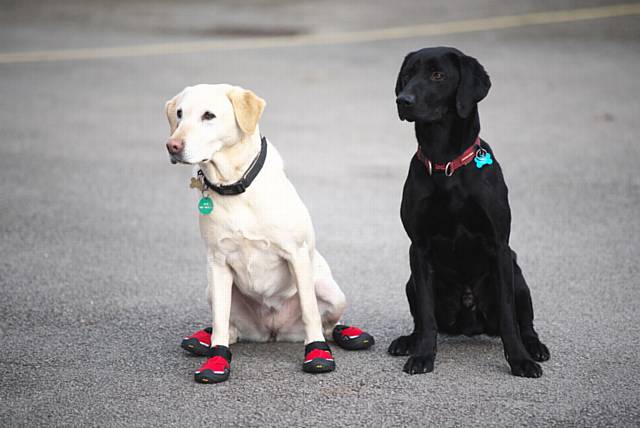 Outgoing fire dog Cracker (left) with new recruit Eric who is looking for a new name.