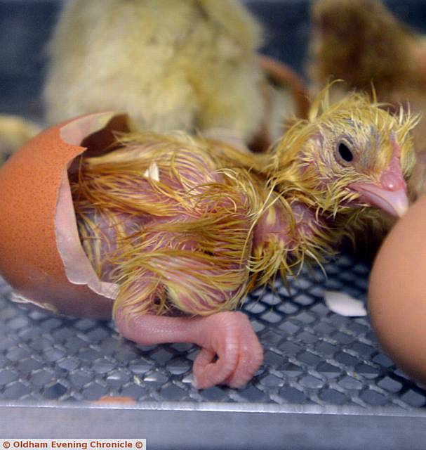 PHEW, that was a struggle . . . a chick emerges