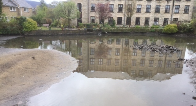 Willow Bank pond a nesting and breeding site for geese and ducks