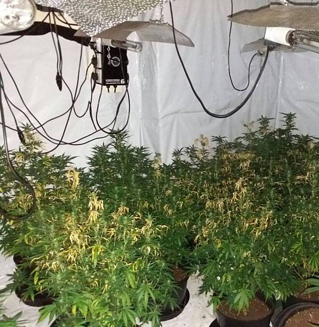 Oldham police discovered a cannabis farm in Mirfield Avenue, Coppice. The plants were seized.