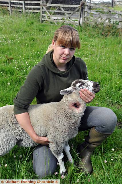 Lucky the lamb has survived being shot in the neck while on the Crowther farm in Greenfield. Pic shows Lucky's owner Claire Crowther.