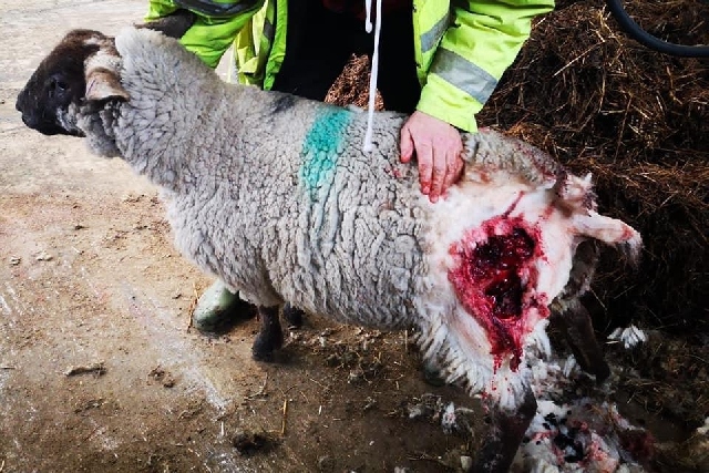 Sheep attacked by store dogs