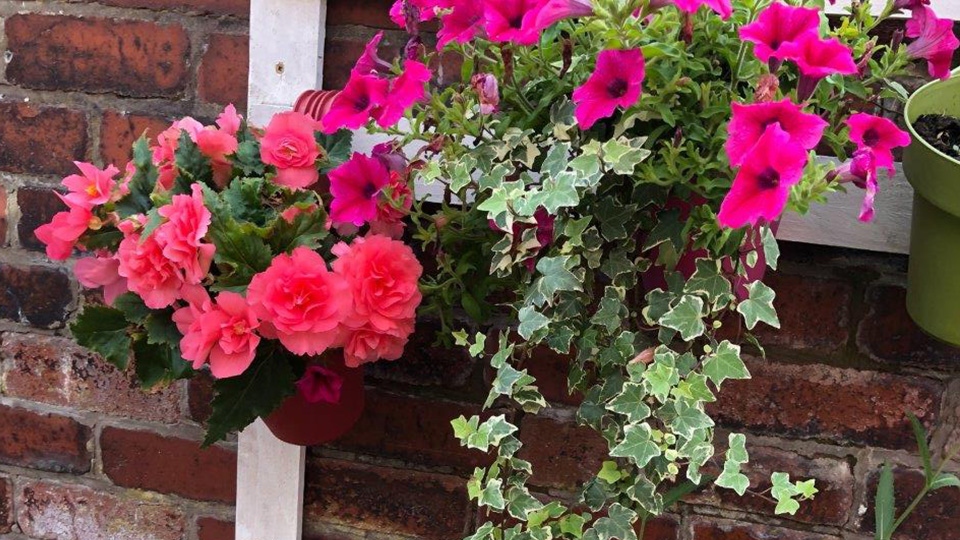 Happy Alley plants 