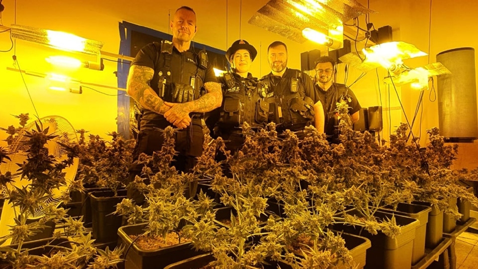 Cannabis farm found in Oldham