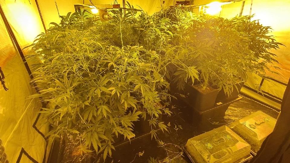 Cannabis farm oldham