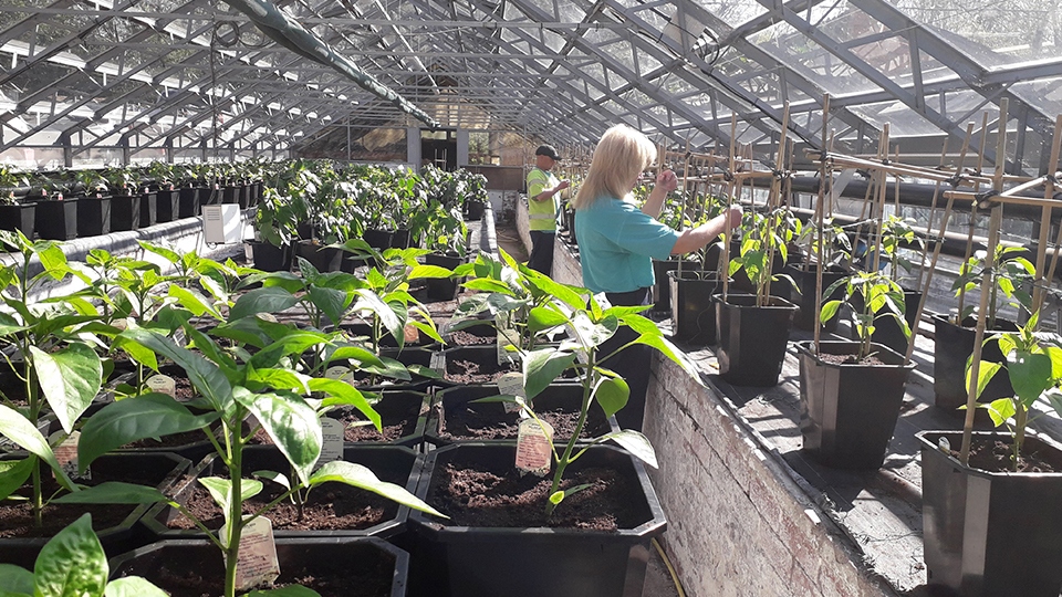 The council's gardeners have been busy growing vegetables for the community