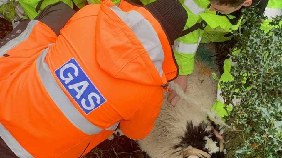 Paddy and a colleague try to free the sheep