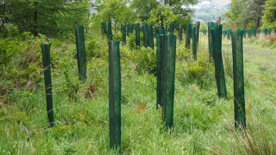 Trees that had been planted on Crompton Moor have now been restored after they were damaged