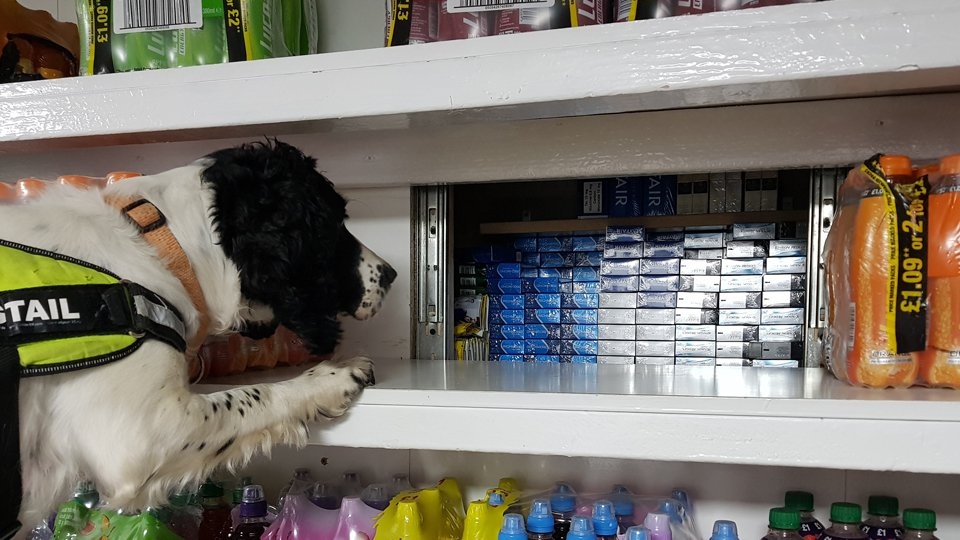 A specially trained sniffer dog helps uncover more illegal tobacco and cigarettes