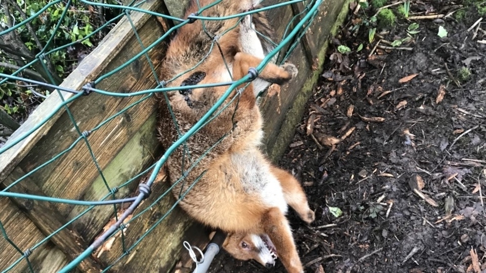 A Middleton man saw the fox trapped in his garden and alerted the RSPCA