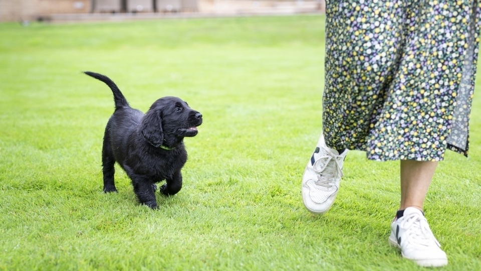 Dogs continue to be an important source of emotional support for their owners during the pandemic. Image courtesy of The Kennel Club