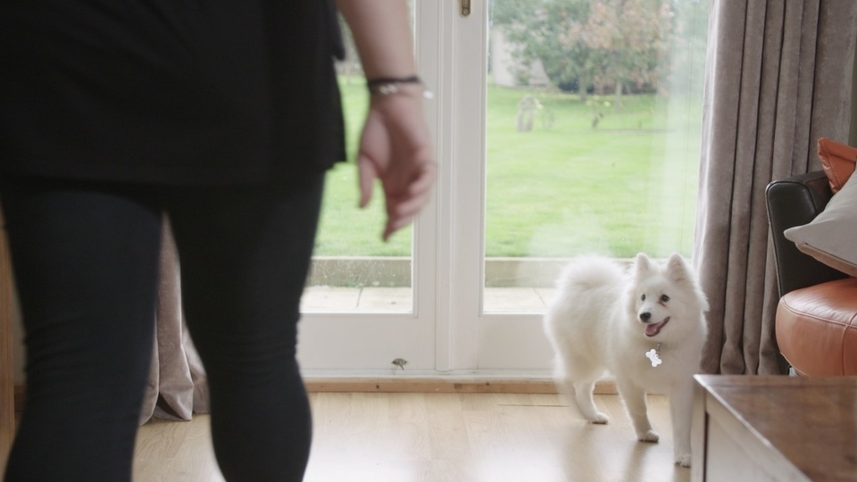 Dogs Trust's Dog School has supported around 3,000 dog owners through their online classes in the first three months of 2021 alone