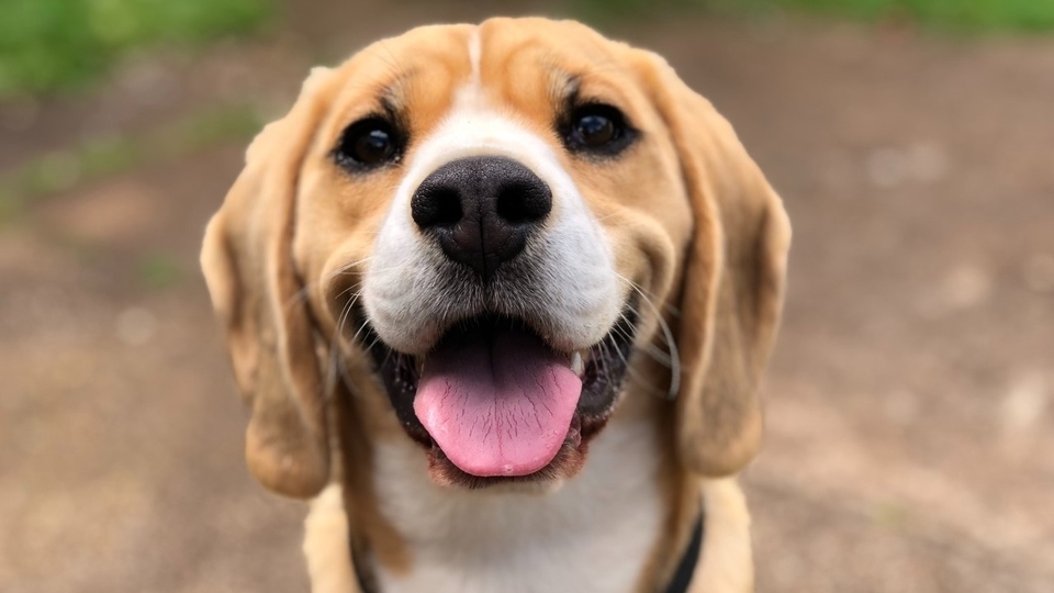 FCHO is calling on customers to help get rid of a mucky problem by bagging their pet's poo and disposing of the bags in a litter bin