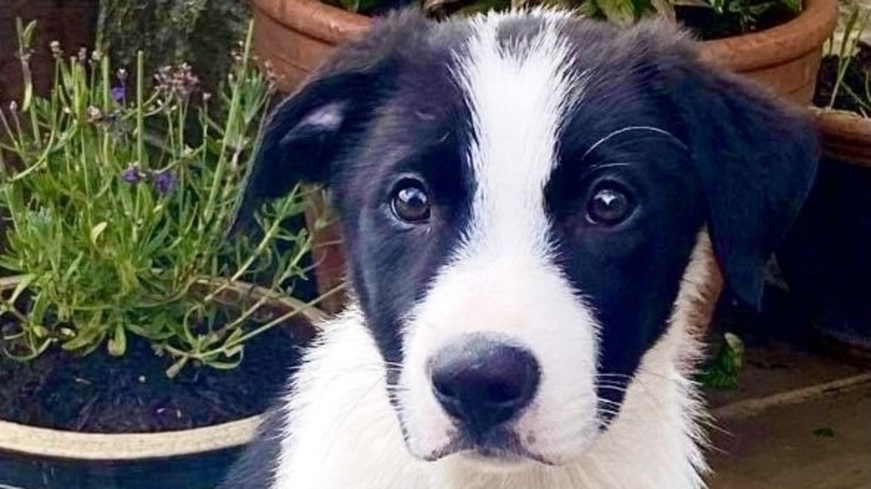 With his handler Rick Beswick, adorable pup Ace will be starting the intensive training process to become a Search Dog