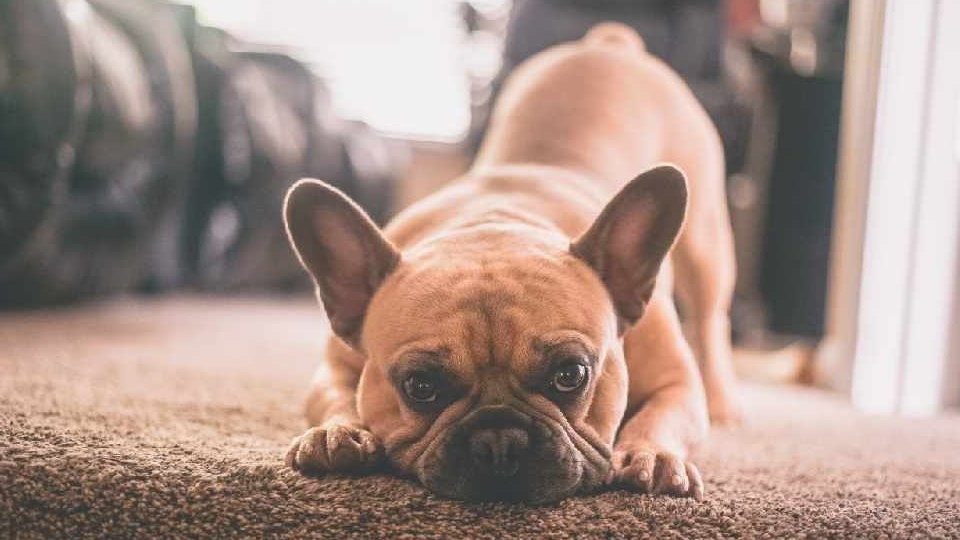 Oldham Lib-Dems reported that the authority failed to issue a single fixed penalty notice (FPN) for dog-fouling for three years