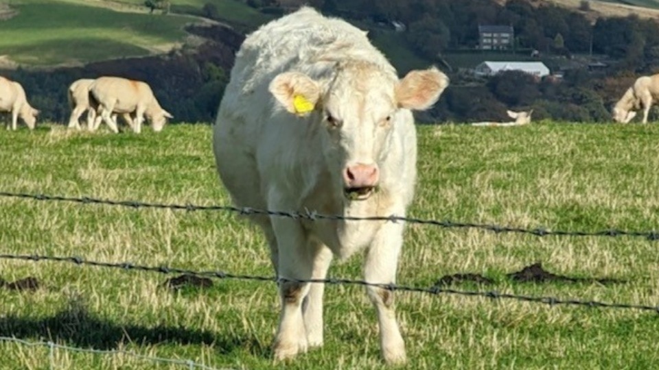 Burnedge Katie is a one-year-old Whitebred Shornhorn heifer