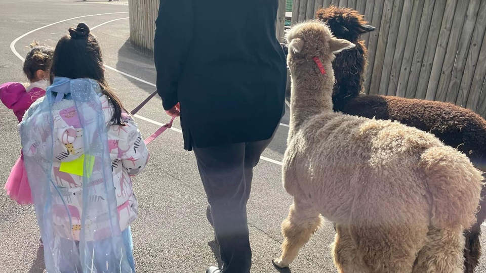 Children walking the alpaca on the fun day