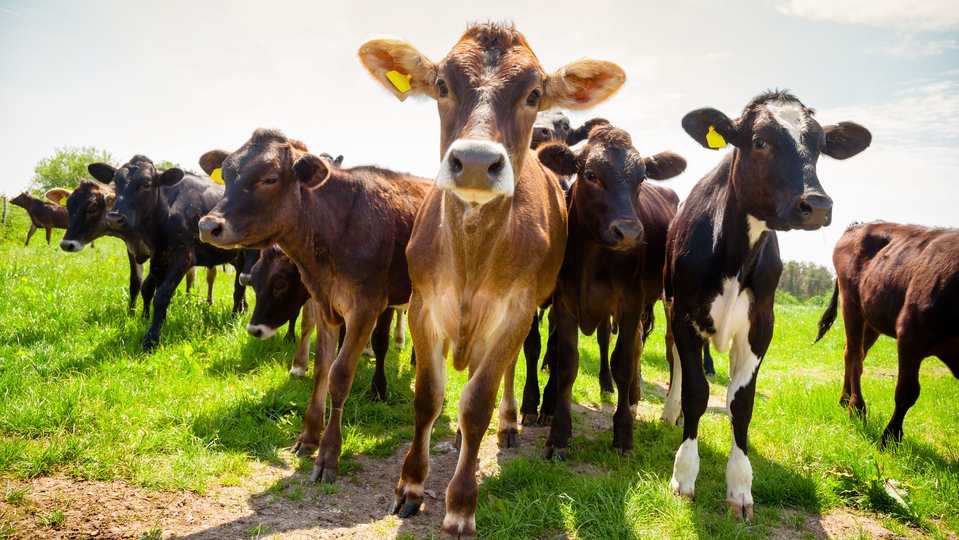 Farmers and walkers are being warned of livestock danger