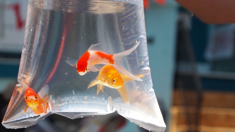 Since 2015, the RSPCA has had 147 calls about goldfish and other aquatic animals being given as prizes