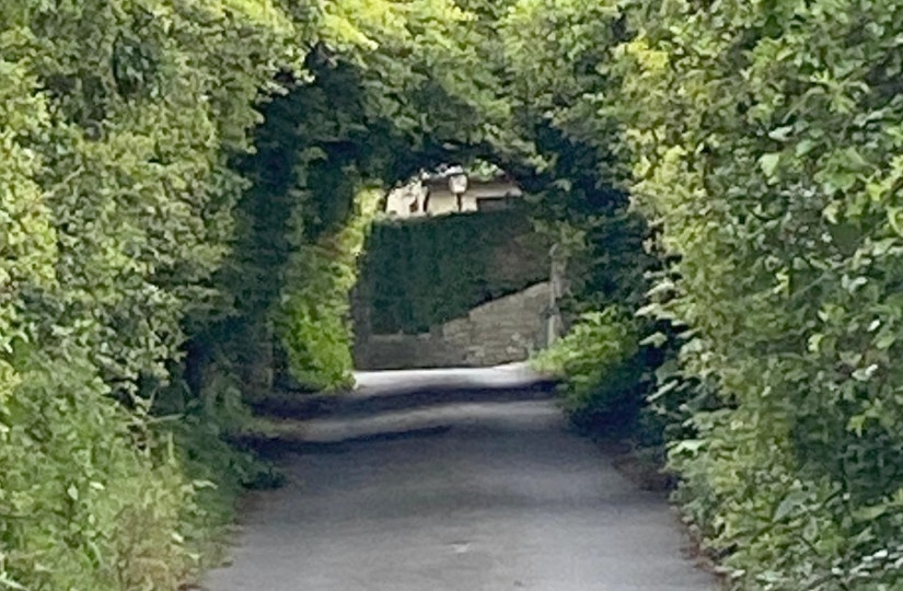 The trees on Horest Lane which need cutting back