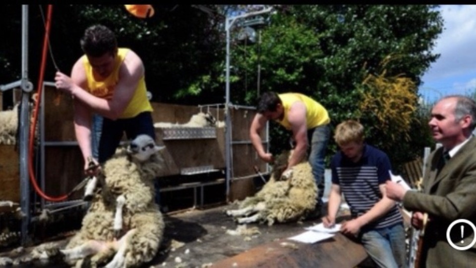 Sheep shearing experts at work