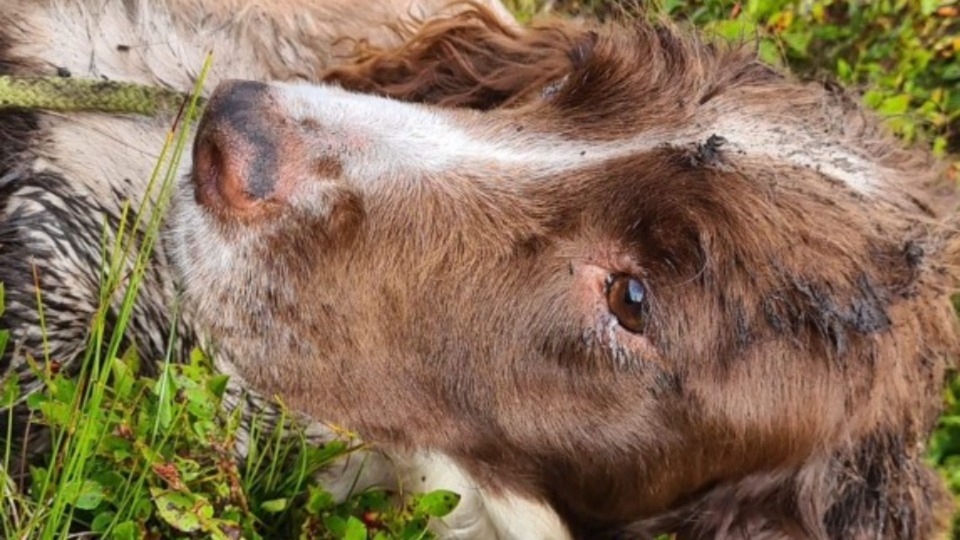 Hannah Crowther’s springer spaniel Meg went missing