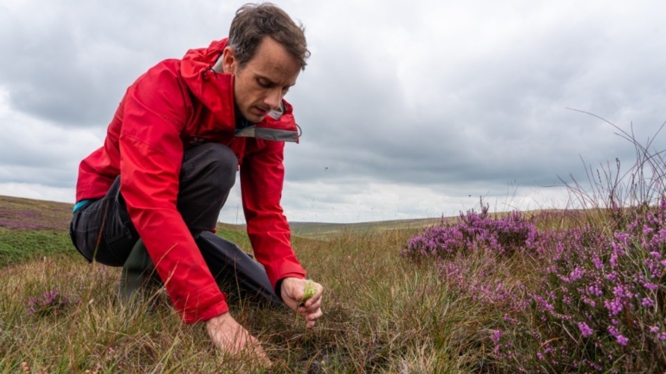 Ranger Ian Dowson plants sphagnum moss on Marsden Moor. Images courtesy of National Trust Images/Victoria Holland