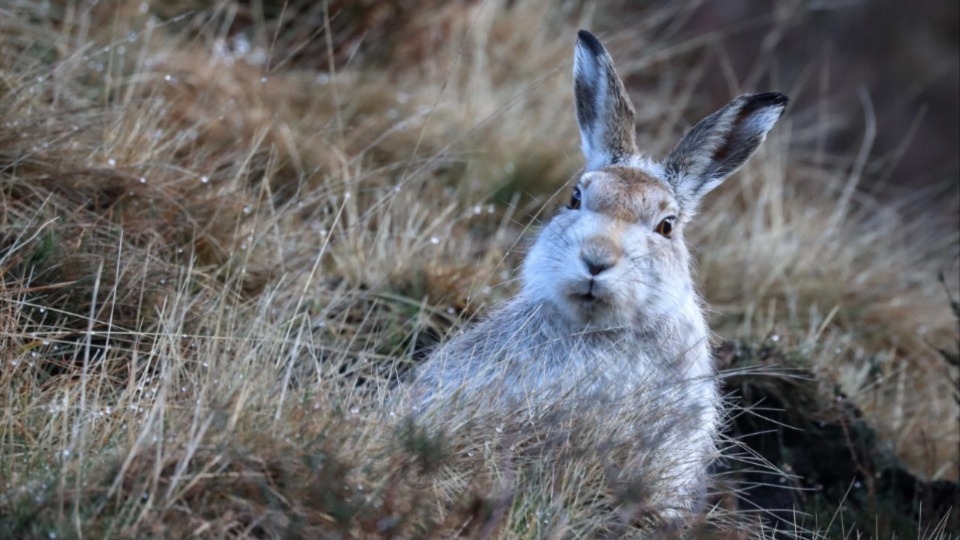 Gemma De Cet's award-winning photograph of a rare mountain hare, which was taken at Dovestone Reservoir