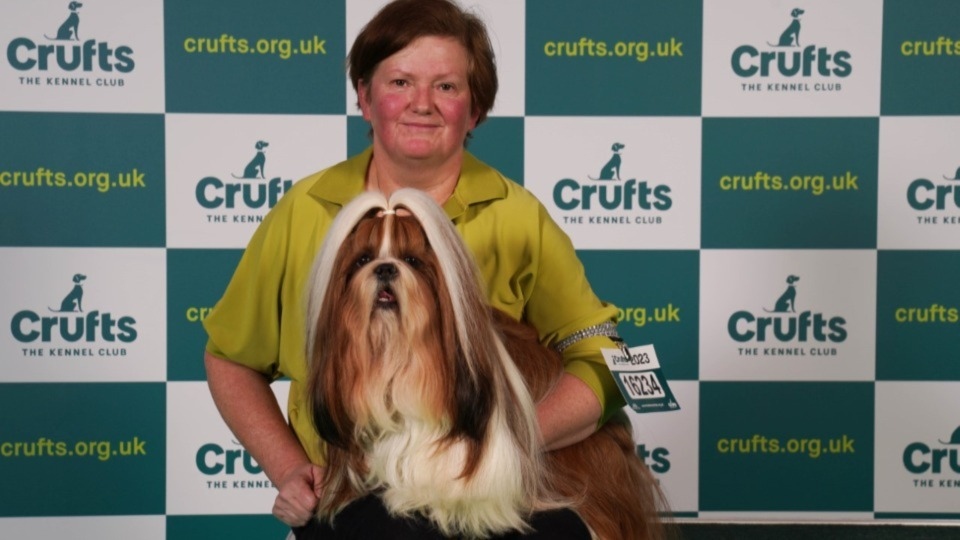 Crufts cheap shih tzu