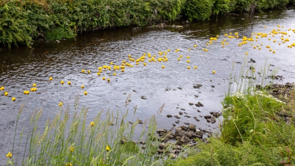 Last year's Duck Race is under way! Images courtesy of Gill Brett Photography