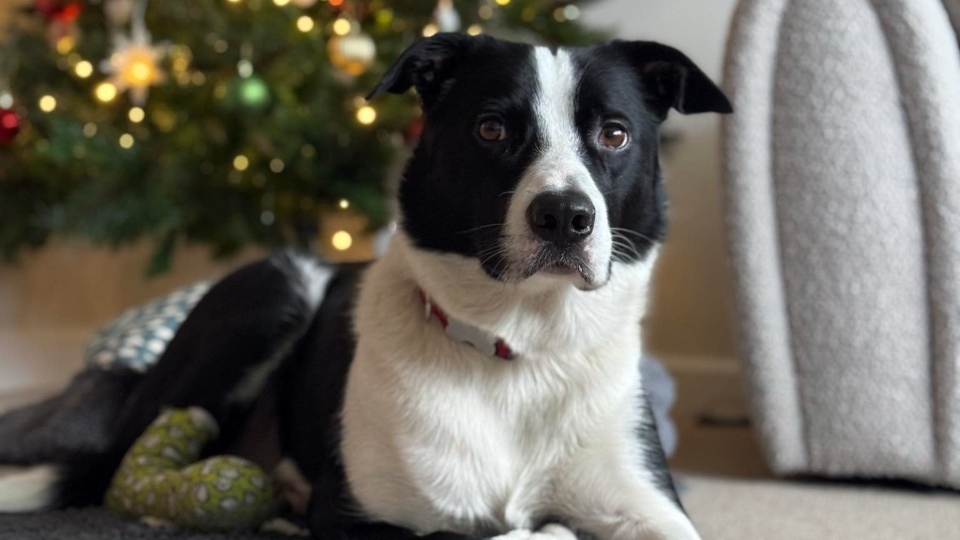 Much-loved mountain rescue dog Ace