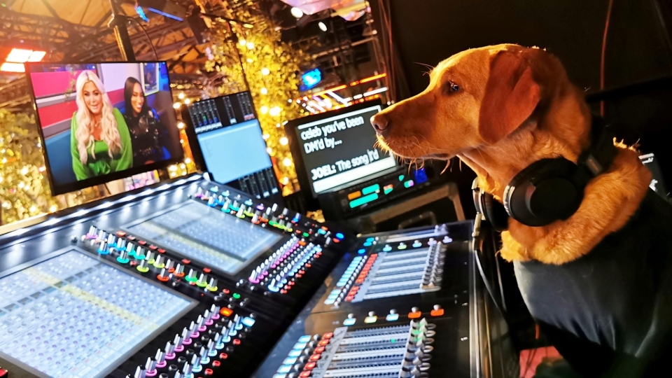 Chilli the fox red Labrador appeared as Linda Biscuits on Channel 4’s Late Night Lycett. Image courtesy of Rachel Bean/Animal News Agency