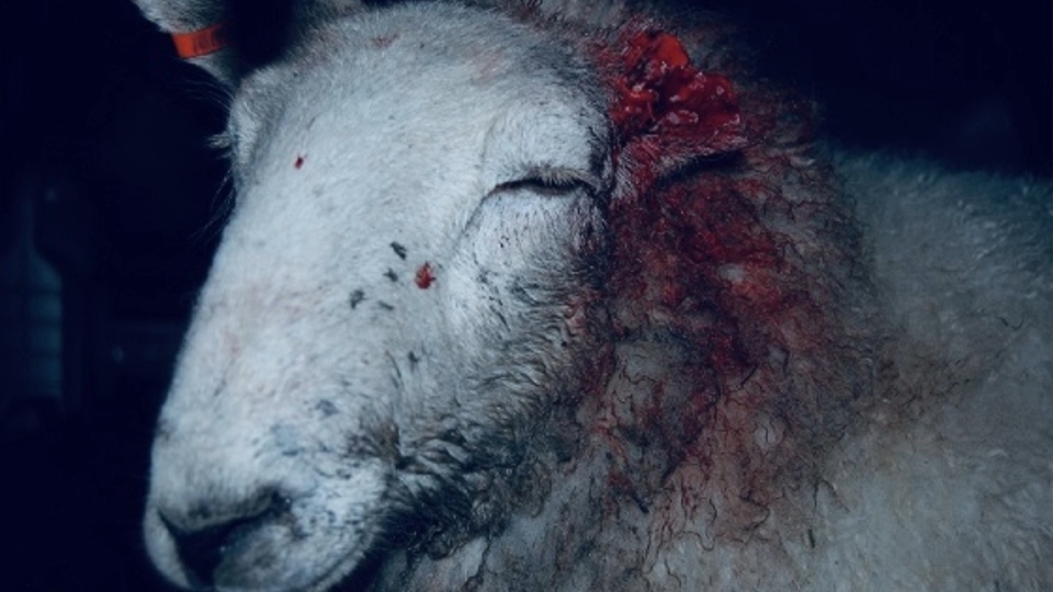 Image courtesy of the National Sheep Association