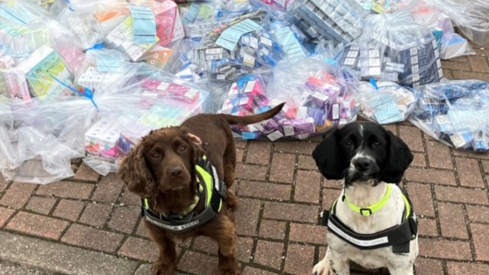 Officers visited nine premises across the borough - with help from two sniffer dogs, Skye and Louie