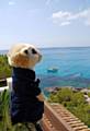 ALEX the Meerkat looks like he doesn’t have a care in the world as he enjoys the sea view in Mallorca. The Dr Kershaw’s mascot was snapped on the balcony of his villa in Canyamel by Lillian Hope, from Greenfield.