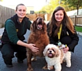 Dogs Trust Manchester seeks new home for two inseparable dogs 



Totally devoted to you! Doggie duo Rosie (left) and Beth are getting lots of TLC at the centre but they’re hoping they find their new forever home soon. They are pictured with Canine Carer Jen Lewis (left) and Supporter Relations Officer, Lucy Marsh. 