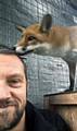 Scarlett the fox with Dave Robinson